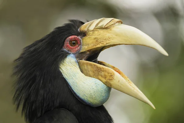 Wreathed Hornbill Rhyticeros Undulatus Vackra Färgglada Hornbill Från Sydostasien Skogar — Stockfoto