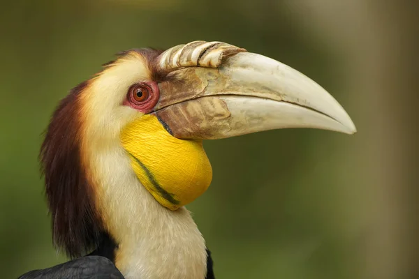 Gekrönter Hornvogel Rhyticeros Undulatus Schöner Bunter Hornvogel Aus Südostasiatischen Wäldern — Stockfoto