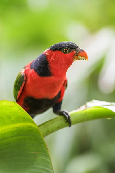 Svartkronad Lory Lorius Lory Vackra Röda Och Blå Papegoja Från — Stockfoto