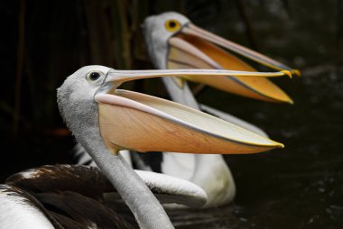 Australian Pelican - Pelecanus conspicillatus, beautiful large water bird from inland and coastal water of Australia and Indonesia. clipart