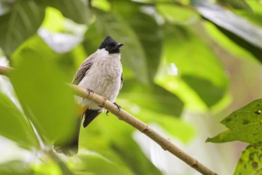 Bulbul - sarı Bacalı Pycnonotus goiavier, küçük tüneyen kuş Endonezya ormanlar ve woodlands.