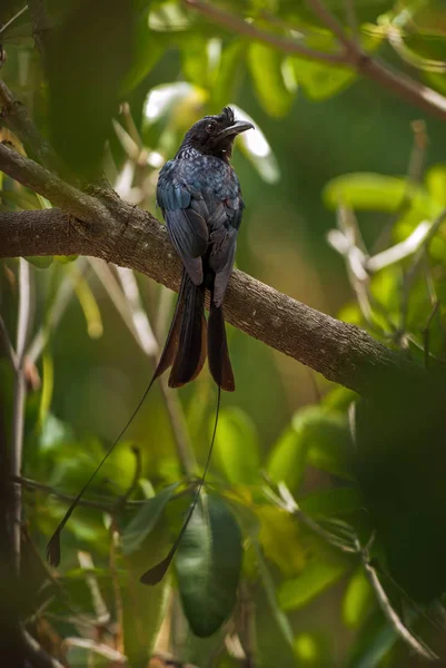 Greater Racket Tailed Drongo Dicrurus Paradiseus Iconic Black Perching Bird — Stock Photo, Image