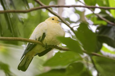 Alaca İmparatorluk meyve güvercin - Ducula bicolor, güzel sarı güvercin Endonezya ormanlar ve woodlands.