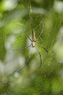 Dev Woodspider - Nephila pilipes, Güneydoğu Asya ormanlar ve woodlands büyük renkli örümcek.
