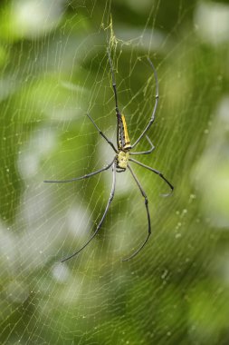 Giant Woodspider - Nephila pilipes, large colorful spider from Southeast Asia forests and woodlands. clipart