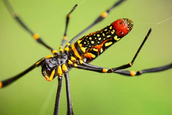 Woodspider Pilipes 来自东南亚森林和林地的大型彩色蜘蛛 — 图库照片