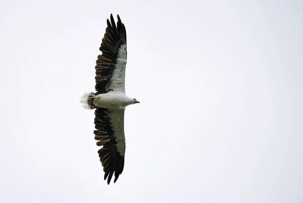 Peixe Águia Barriga Branca Haliaeetus Leucogaster Voando Sobre Lago Parque — Fotografia de Stock