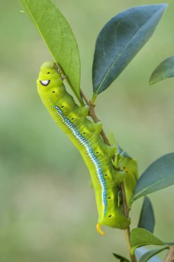 Zakkum Hawk-güve - Daphnis nerii, güzel renkli güve Avrupa ormanları ve woodlands.