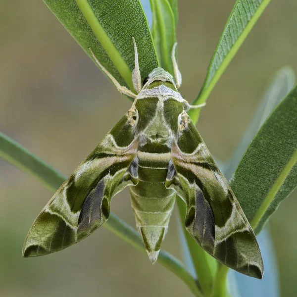 Zakkum Hawk Güve Daphnis Nerii Güzel Renkli Güve Avrupa Ormanları — Stok fotoğraf