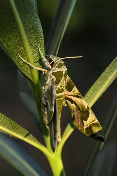 Oleander Hawk Moth Daphnis Nerii Hermosa Polilla Colores Bosques Bosques — Foto de Stock