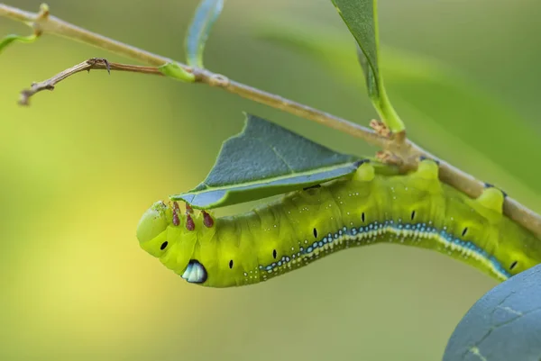 Πικροδάφνη Γεράκι Σκώρο Daphnis Nerii Όμορφα Χρωματισμένα Σκώρος Από Ευρωπαϊκά — Φωτογραφία Αρχείου