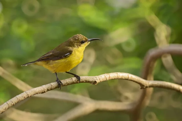 Оливкова Підоснові Sunbird Cinnyris Jugularis Маленький Жовтий Чорний Sunbird Від — стокове фото