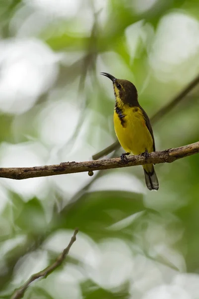 Olajbogyó Nektármadár Cinnyris Jugularis Kis Sárga Fekete Sunbird Délkelet Ázsiai — Stock Fotó