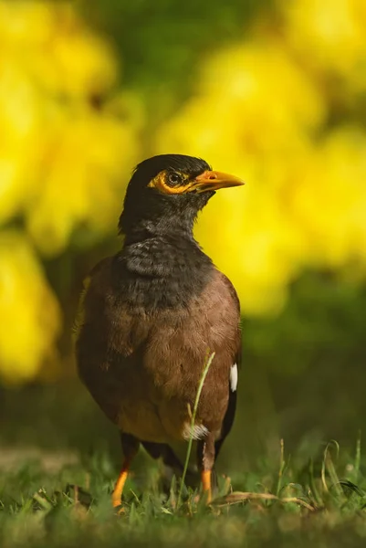 Майна Звичайна Версія Acridotheres Поширених Сідати Bird Від Сади Азіатський — стокове фото