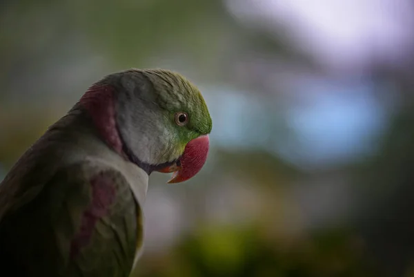 Alexandrina Parakeet Psittacula Eupatria Belo Papagaio Colorido Sudeste Asiático Florestas — Fotografia de Stock