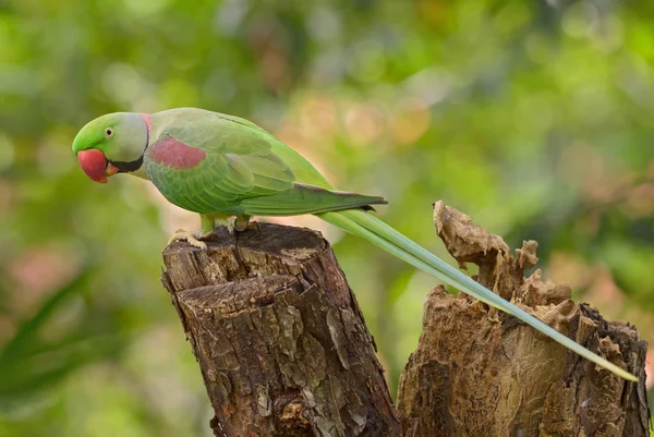 Alexandrina Parakeet Psittacula Eupatria Belo Papagaio Colorido Sudeste Asiático Florestas — Fotografia de Stock