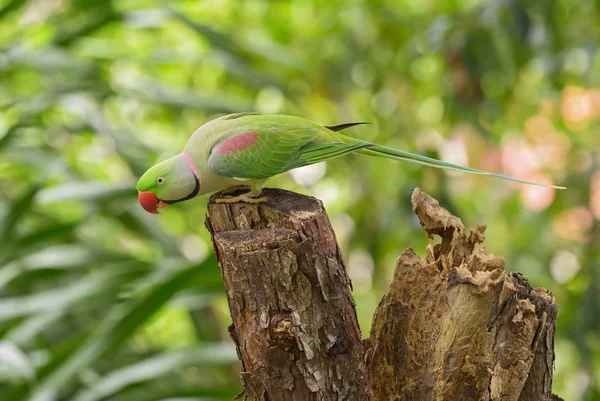 Alexandrina Parakeet Psittacula Eupatria Belo Papagaio Colorido Sudeste Asiático Florestas — Fotografia de Stock