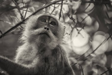Uzun kuyruklu makak - Macaca fascicularis, ortak maymun Güneydoğu Asya ormanlar, woodlands ve bahçeleri, Tayland.