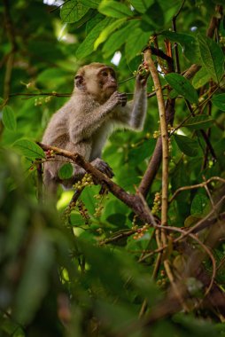 Uzun kuyruklu makak - Macaca fascicularis, ortak maymun Güneydoğu Asya ormanlar, woodlands ve bahçeleri, Tayland.