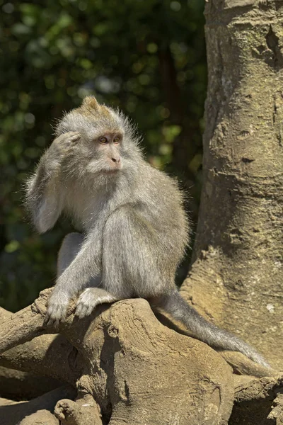 Uzun Kuyruklu Makak Macaca Fascicularis Güneydoğu Asya Ormanlar Woodlands Bahçeleri — Stok fotoğraf