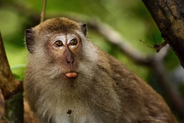 Длиннохвостый Macaque Macaca Fascicularis Обыкновенная Обезьяна Лесов Юго Восточной Азии — стоковое фото