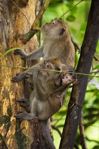 Long Tailed Macaque Macaca Fascicularis Common Monkey Southeast Asia Forests — Stock Photo, Image
