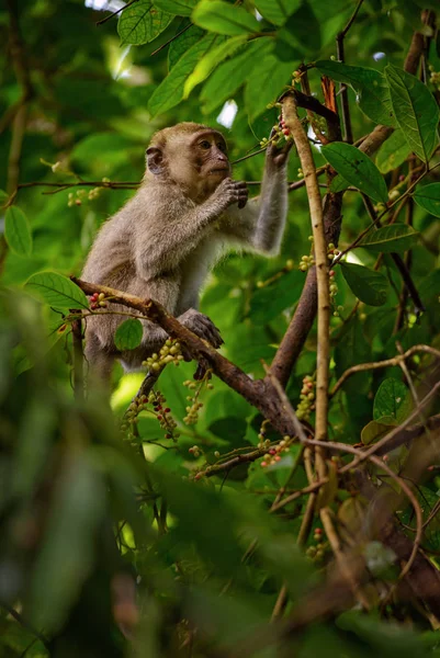 Macaco Dalla Coda Lunga Macaca Fascicularis Scimmia Comune Del Sud — Foto Stock
