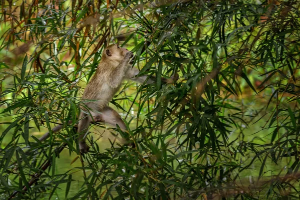 長い尾のサル カニクイザル 東南アジア森林 森林と庭園 タイの一般的なモンキー — ストック写真