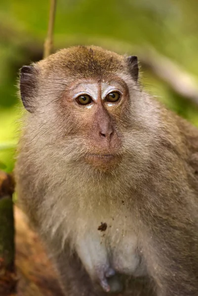 Macaco Cauda Longa Macaca Fascicularis Macaco Comum Das Florestas Bosques — Fotografia de Stock