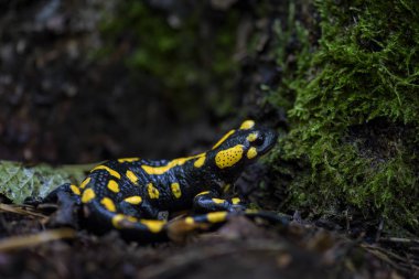 Semender - Salamandra salamandra, Çek Cumhuriyeti, Avrupa ormanlardaki güzel siyah ve sarı amfibi ateş.