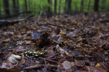 Semender - Salamandra salamandra, Çek Cumhuriyeti, Avrupa ormanlardaki güzel siyah ve sarı amfibi ateş.