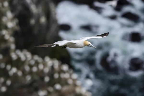 Northern Gannet Sula Bassana Fast White Bird Atlantic Ocean Shetlands — Stock Photo, Image