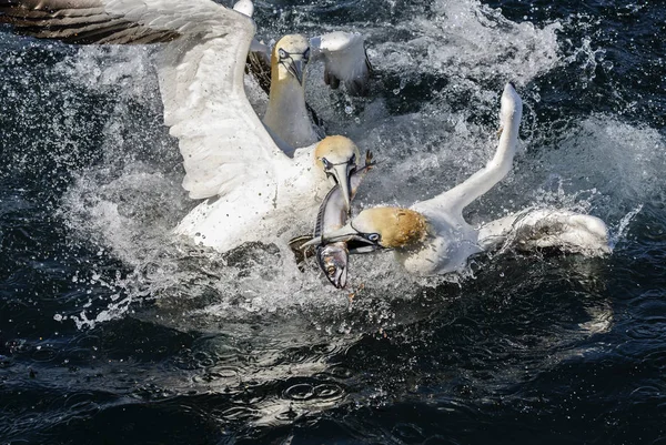 Kuzey Gannet Sula Bassana Atlantik Okyanusu Shetlands Ngiltere Hızlı Beyaz — Stok fotoğraf