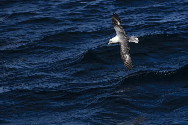 Norte Fulmar Fulmarus Glacialis Hermoso Pájaro Marino Gris Blanco Del —  Fotos de Stock