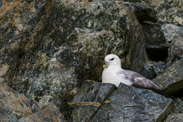 Northern Fulmar Fulmarus Glacialis Beautiful Gray White Sea Bird Northern — Stock Photo, Image