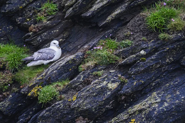 Fulmar Zwyczajny Fulmarus Glacialis Piękne Szary Biały Ptak Morze Północne — Zdjęcie stockowe