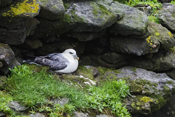 Northern Fulmar Fulmarus Glacialis Beautiful Gray White Sea Bird Northern — Stock Photo, Image