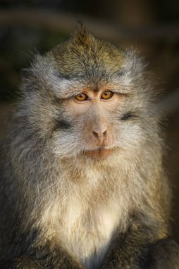 Uzun kuyruklu makak - Macaca fascicularis, Güneydoğu Asya ormanlar, woodlands ve bahçeleri, Bali, Endonezya ortak maymun.