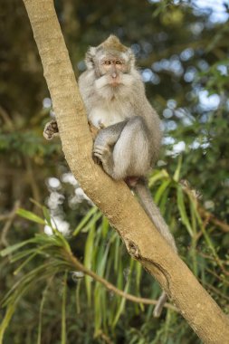 Uzun kuyruklu makak - Macaca fascicularis, Güneydoğu Asya ormanlar, woodlands ve bahçeleri, Bali, Endonezya ortak maymun.