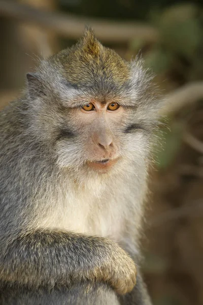 Long Tailed Macaque Macaca Fascicularis Common Monkey Southeast Asia Forests — Stock Photo, Image