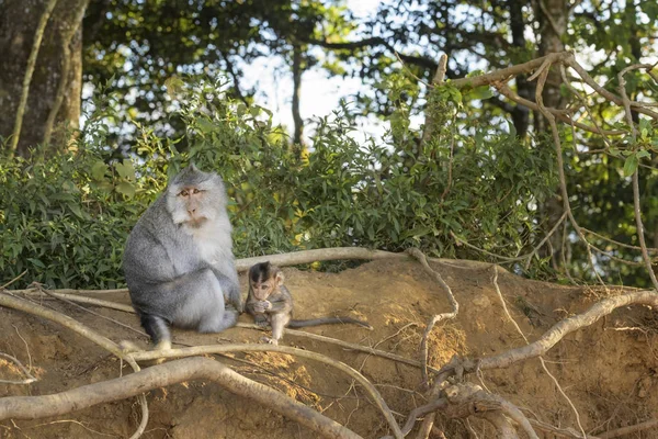Uzun Kuyruklu Makak Macaca Fascicularis Güneydoğu Asya Ormanlar Woodlands Bahçeleri — Stok fotoğraf