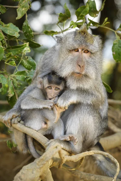 Macac Coadă Lungă Macaca Fascicularis Maimuță Comună Din Pădurile Din — Fotografie, imagine de stoc