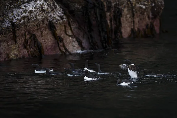 Guillemot Uria Aalge Ave Marinha Negra Branca Das Costas Recifes — Fotografia de Stock