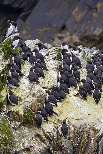 Guillemot Uria Aalge Zwarte Witte Zee Vogel Van Kusten Van — Stockfoto