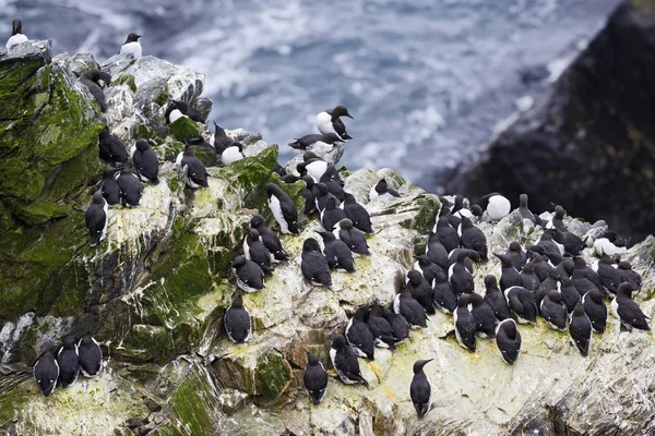 Lumma Uria Aalge Fekete Fehér Tengeri Madár Óceán Partjai Zátonyok — Stock Fotó