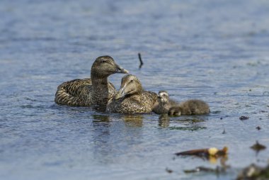 Ortak Eider - Somateria mollissima, Kuzey Atlantik kıyıları, Shetlands, İskoçya'dan güzel deniz ördek.