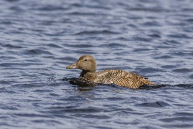 Ortak Eider - Somateria mollissima, Kuzey Atlantik kıyıları, Shetlands, İskoçya'dan güzel deniz ördek.