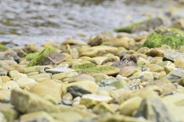 Ortak Eider - Somateria mollissima, Kuzey Atlantik kıyıları, Shetlands, İskoçya'dan güzel deniz ördek.