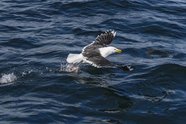 Great Black Backed Gull Larus Marinus Large Gull North Atlantic — Stock Photo, Image