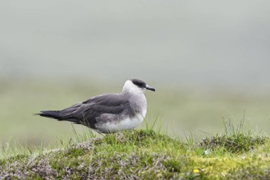 Kutup korsan martı - Stercorarius parasiticus, Atlantik ve Pasifik okyanusları gelen zarif hızlı tren.